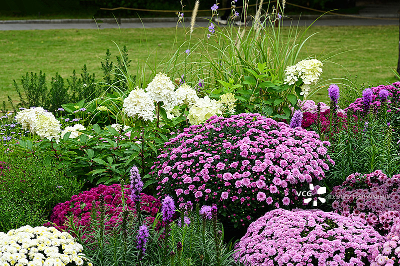 深圳仙湖植物园繁花盛开的五彩花海花展景观图片素材