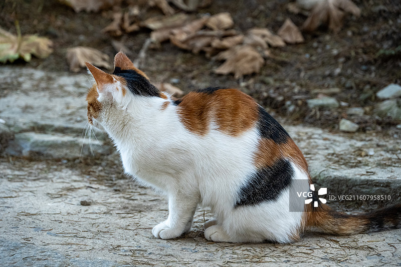 可爱的小猫图片素材