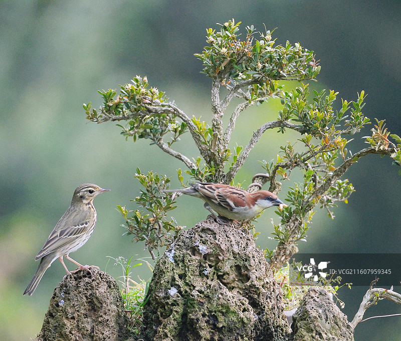 昆明金殿后山野生杂鸟嬉戏暖冬特写图片素材