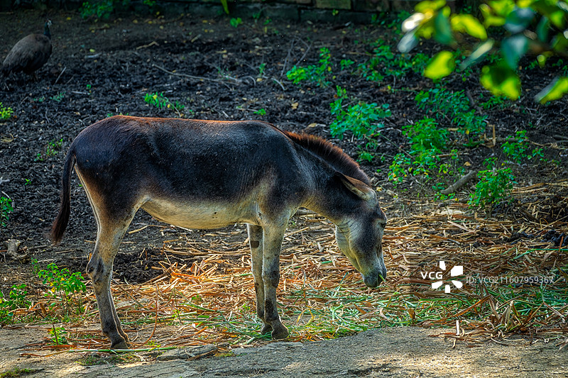 柳州动物园动物一头黑色驴子在户外围栏内低头觅食图片素材