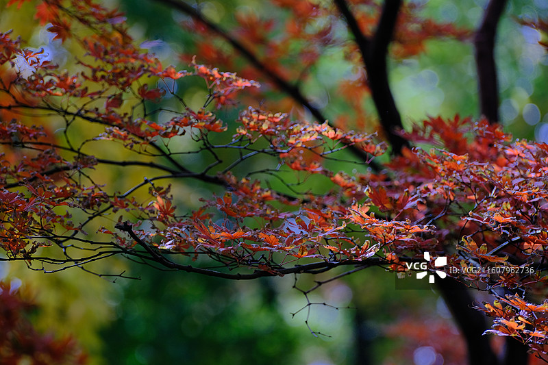 秋天的天平山图片素材