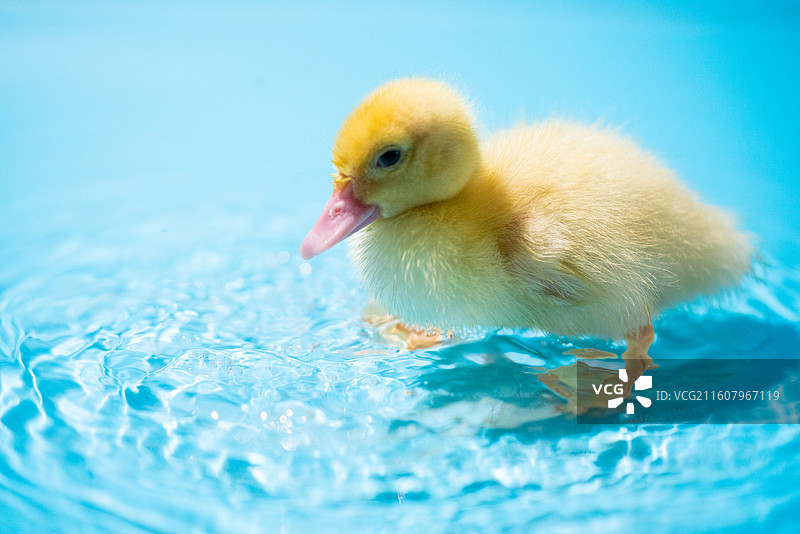 可爱小黄鸭站在蓝背景上图片素材