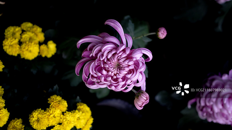 2025年秋季成都人民公园菊花展上的菊花 背景 壁纸 图案图片素材