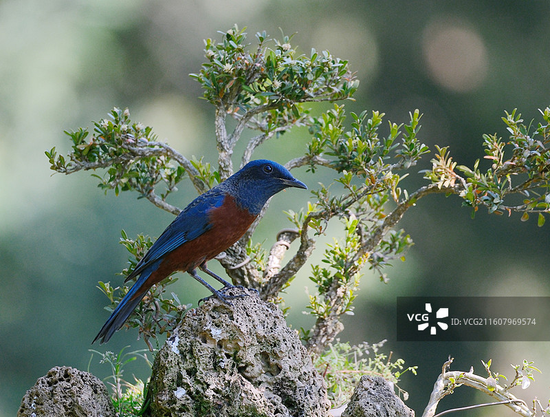 昆明金殿后山野生杂鸟嬉戏暖冬特写图片素材
