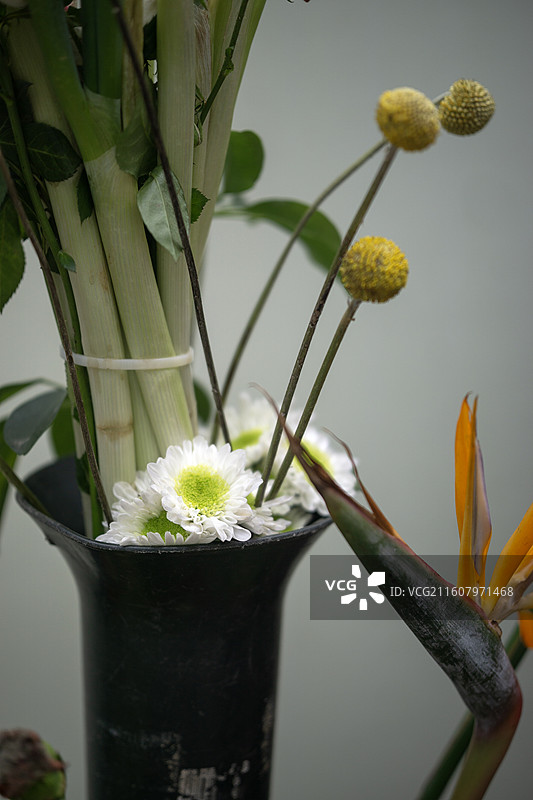 2025年秋季成都人民公园菊花展上的菊花 背景 壁纸 图案图片素材