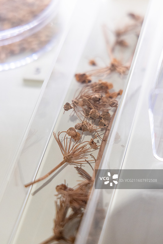 甘肃简牍博物馆 汉 粮食瓜果 韭菜籽 1990-92年悬泉置遗址出土图片素材