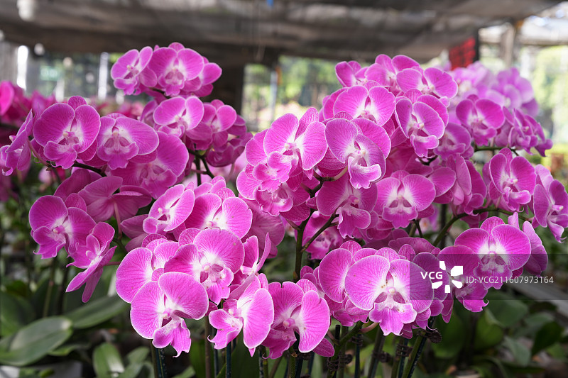 广西八桂田园培育的美丽蝴蝶兰图片素材