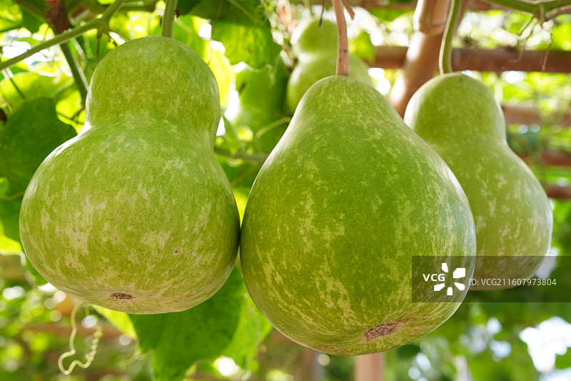 广西八桂田园培育的葫芦南瓜冬瓜等图片素材