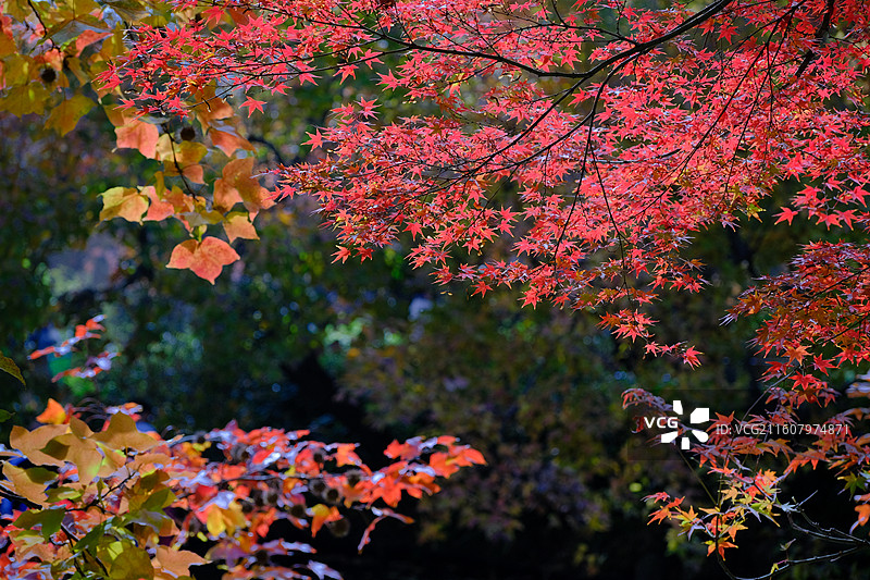 秋天的天平山图片素材