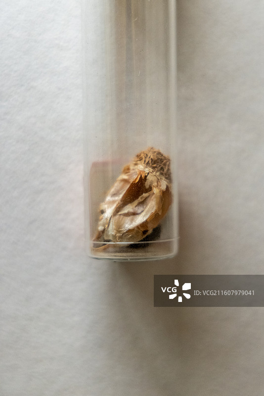 甘肃简牍博物馆 汉 蒜 1990-92年悬泉置遗址出土图片素材