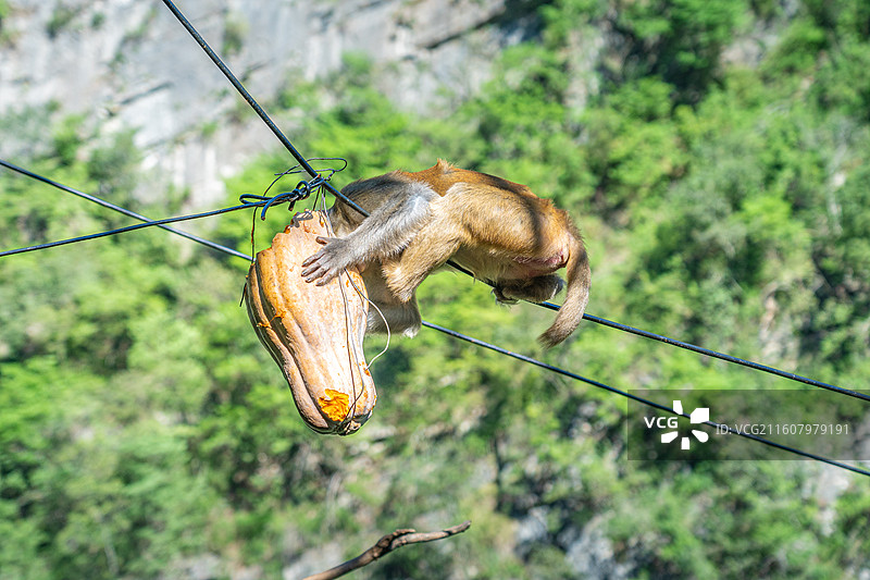重庆 雪玉洞 野生 猴子 猕猴图片素材