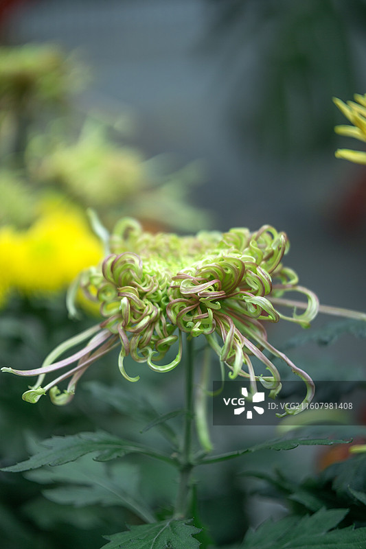 2025年秋季成都人民公园菊花展上的菊花 背景 壁纸 图案图片素材