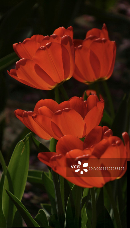 郁金香是百合科多年生球根花卉，花单朵顶生，呈杯状或碗状，花色丰富，艳丽夺目，是荷兰等国的国花图片素材