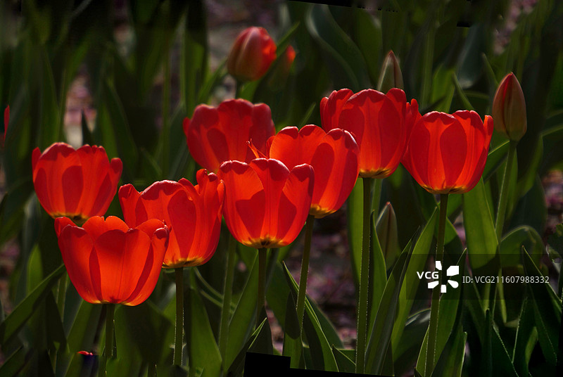 郁金香是百合科多年生球根花卉，花单朵顶生，呈杯状或碗状，花色丰富，艳丽夺目，是荷兰等国的国花图片素材