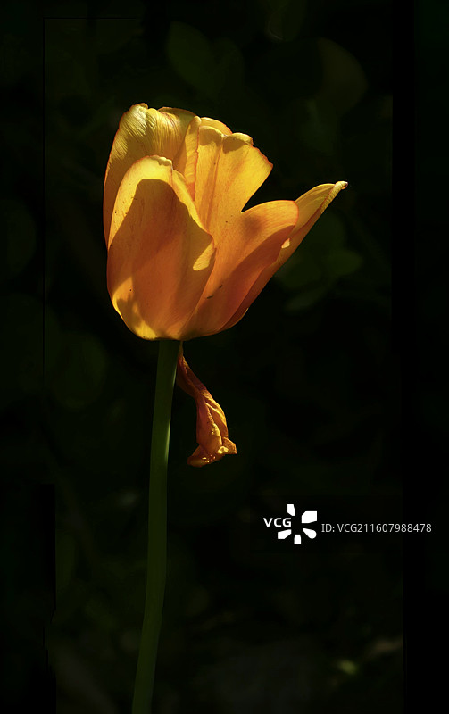 郁金香是百合科多年生球根花卉，花单朵顶生，呈杯状或碗状，花色丰富，艳丽夺目，是荷兰等国的国花图片素材