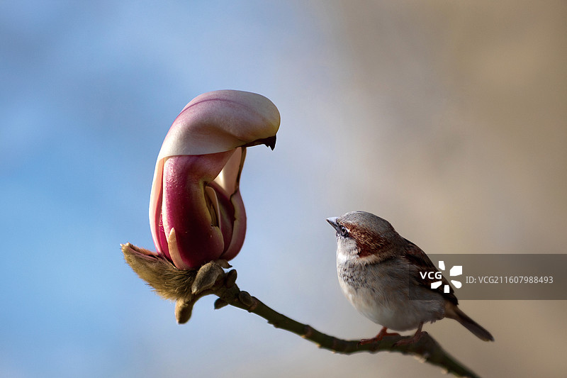 春天一只麻雀落在玉兰花枝上图片素材