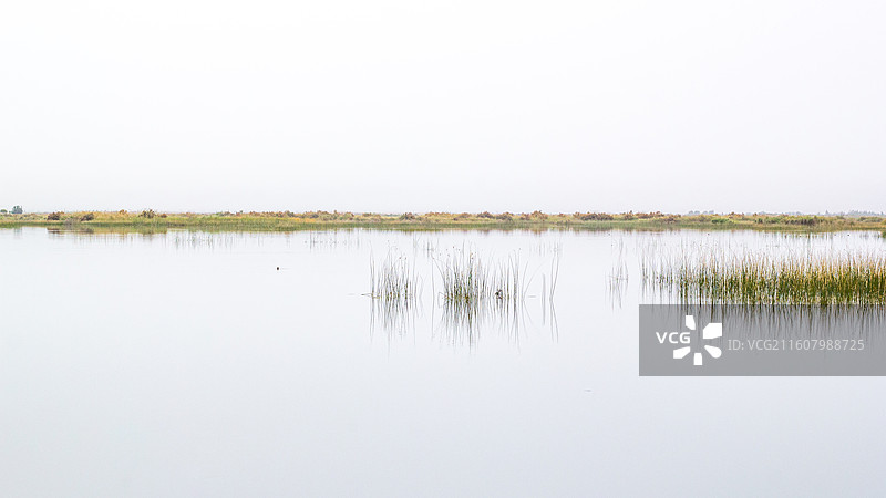 新疆墨玉县拉里昆国家湿地公园 湖水中大片的芦苇荡 远景图片素材
