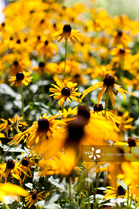 一片盛开的黄色黑心菊图片素材