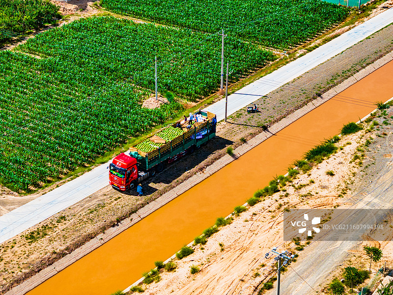 宁夏 中卫 西瓜 硒砂瓜图片素材