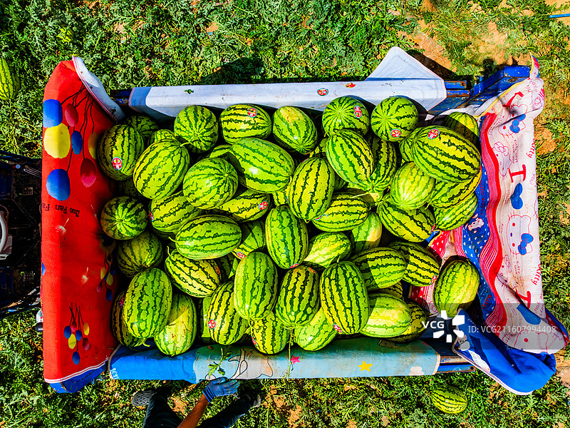 宁夏 中卫 西瓜 硒砂瓜图片素材