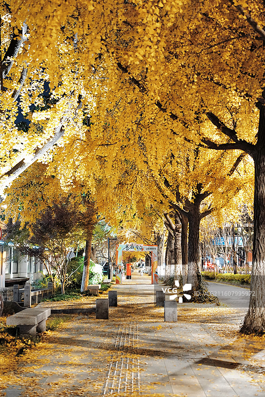 苏州夜晚铺满银杏的道前街图片素材