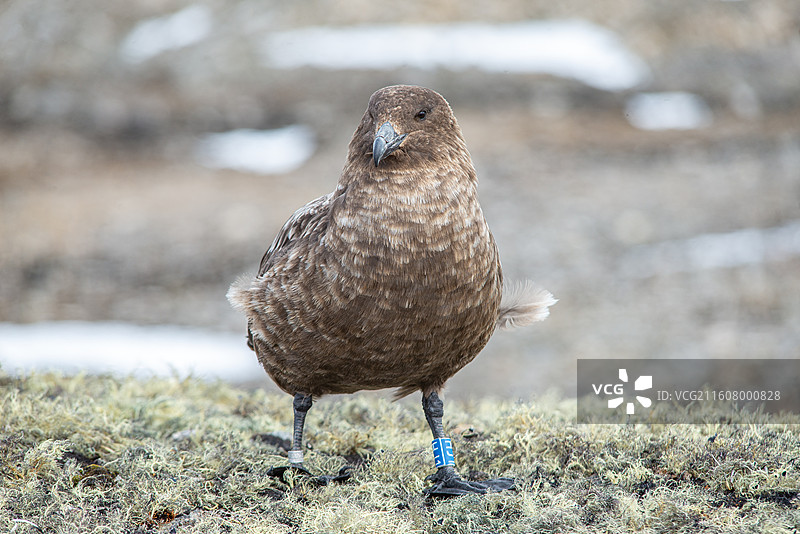 南极乔治王岛，南极贼鸥图片素材