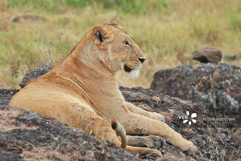 坦桑尼亚，坐在岩石上的母狮子特写图片素材