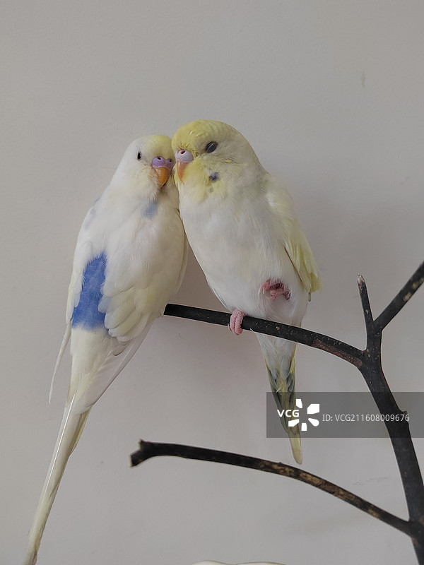 萌羽相依图片素材