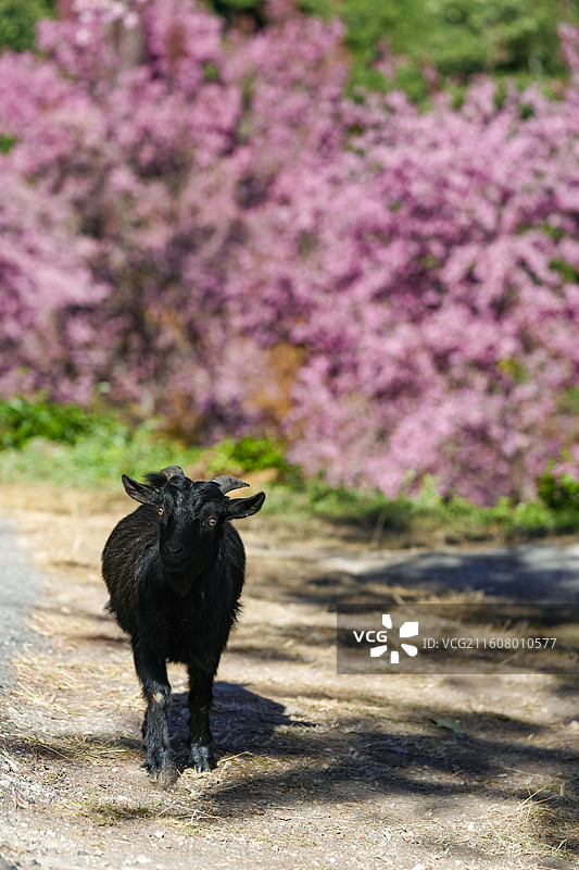 黑色的山羊在樱花树下图片素材