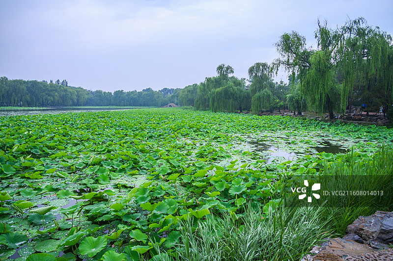 夏季下雨天荷塘荷叶荷花图片素材