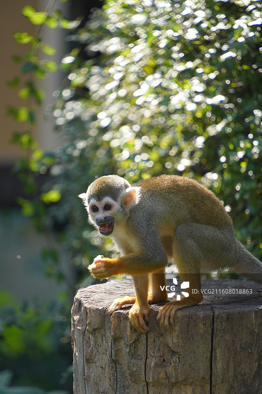 上海动物园动物们图片素材