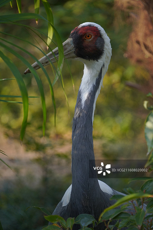 上海动物园动物们图片素材