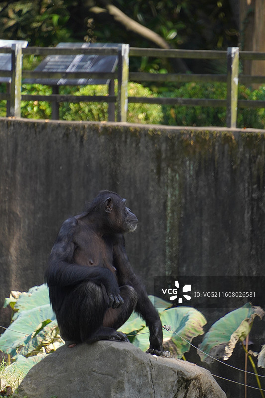 上海动物园动物们图片素材