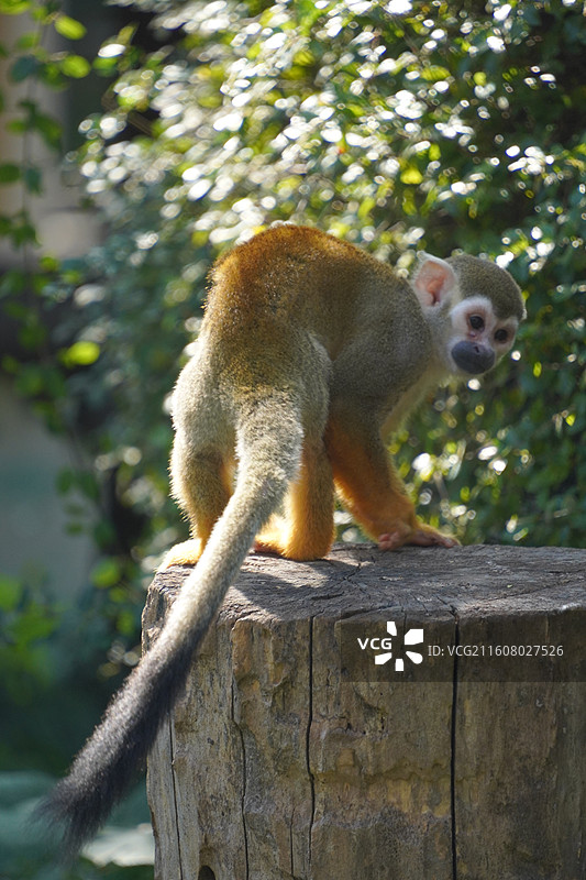 上海动物园动物们图片素材