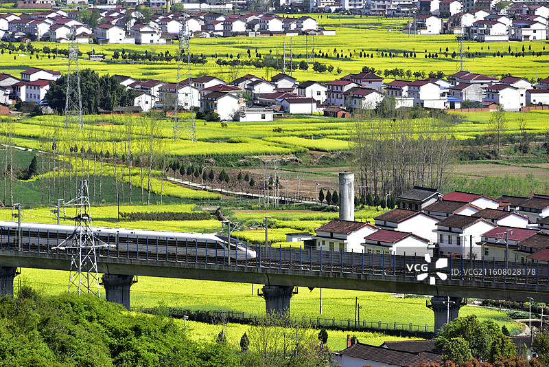 陕西汉中洋县春天油菜花海和穿行而过的高铁图片素材