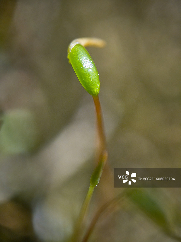 葫芦藓微距特写图片素材