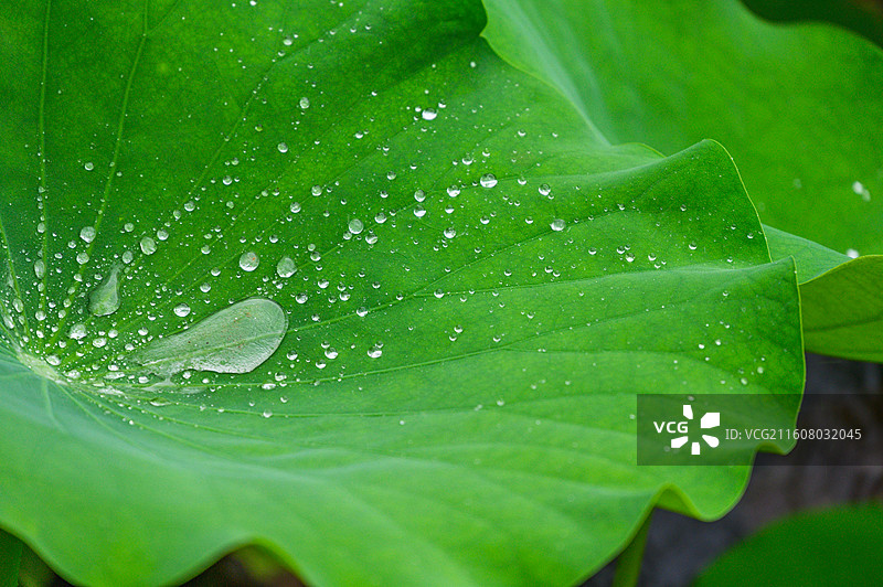 夏季荷塘荷叶水滴图片素材