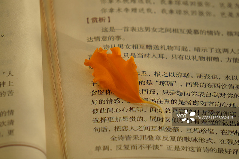书与花瓣图片素材