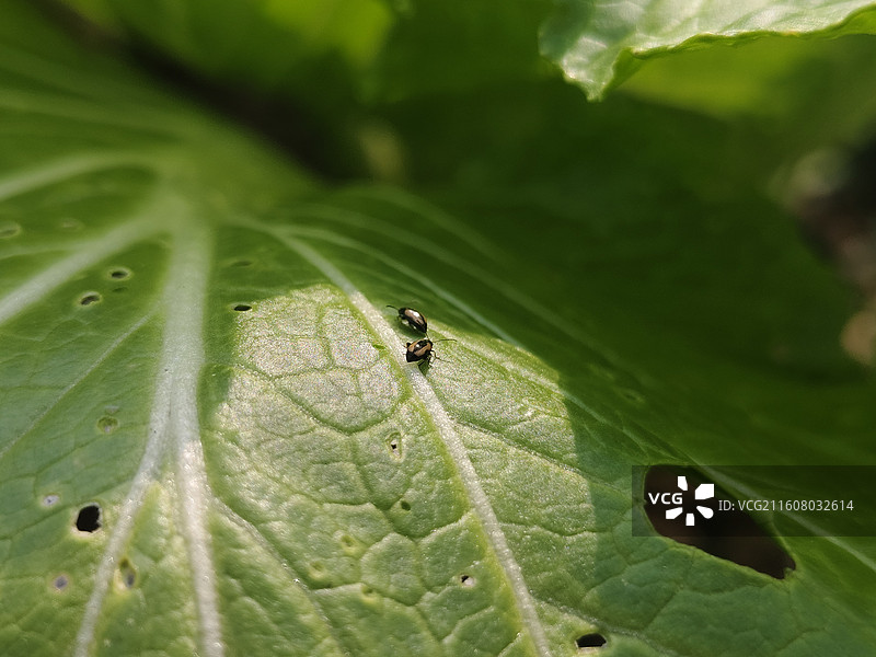 青菜上的虫子图片素材