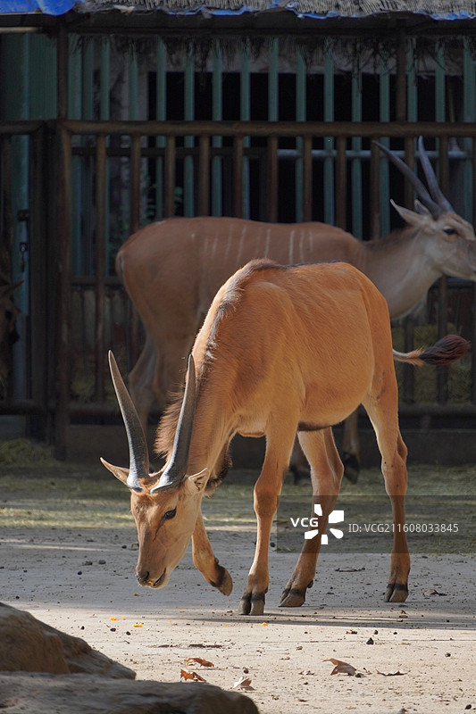 上海动物园动物们图片素材