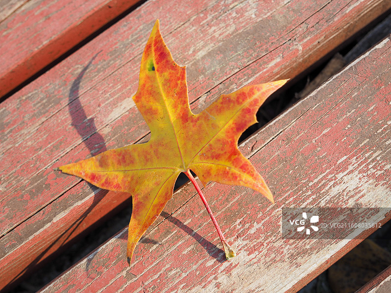 初冬季节的五角枫叶子特写图片素材