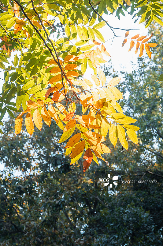 秋天阳光下金色的无患子树叶图片素材