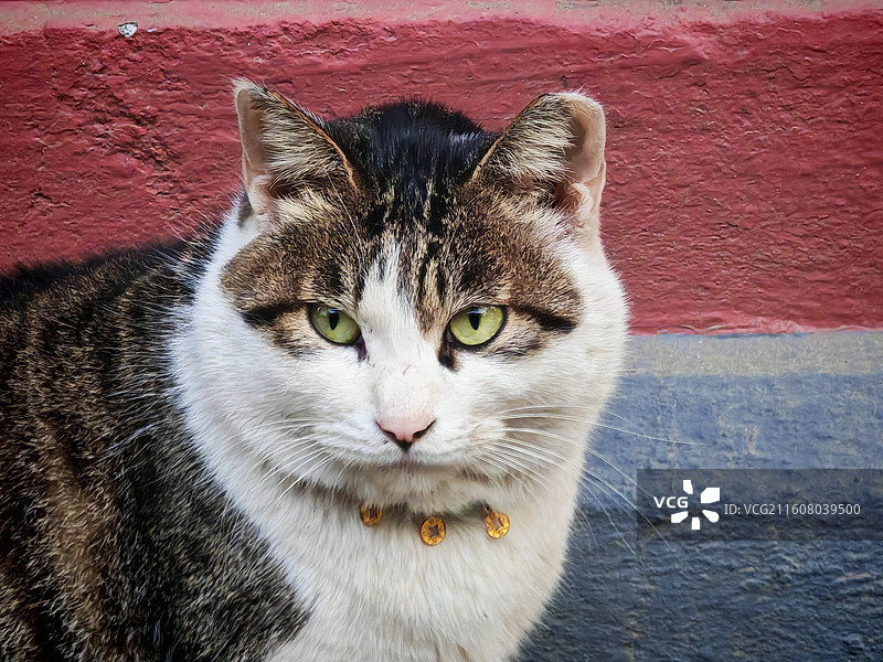 红墙下的金铃目光 毛茸裹着花斑。金铃坠着软颈，它把红墙的暖。揉进了翠瞳清光里。花斑栖赤壁，金铃曳软风图片素材