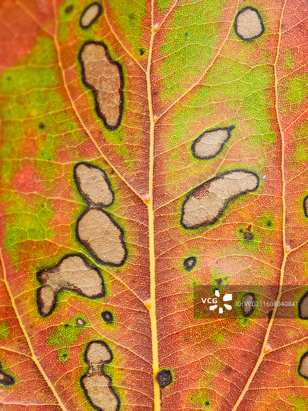 一片樟树叶子脉络微距特写图片素材