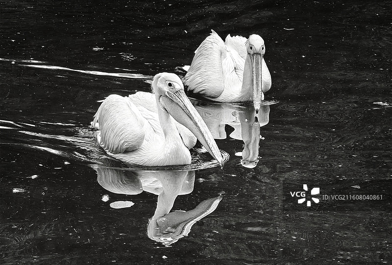 《结伴同行》拍摄于合肥野生动物园。图片素材