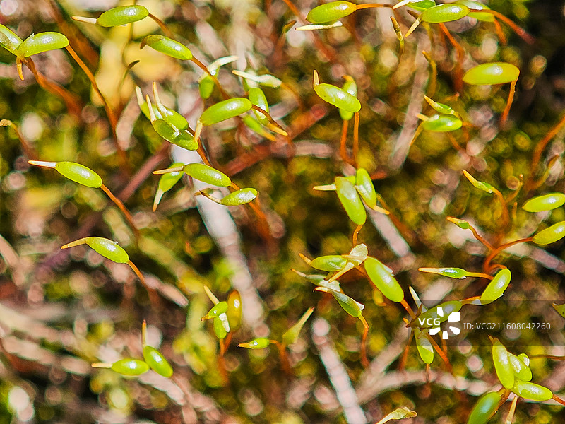 葫芦藓微距特写图片素材