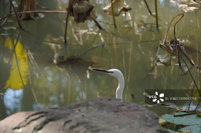 上海动物园动物们图片素材