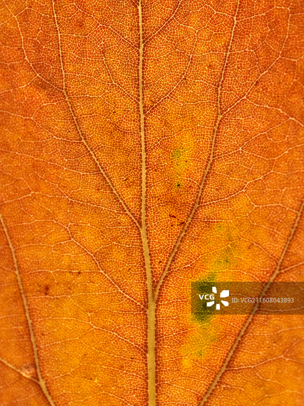 一片樟树叶子脉络微距特写图片素材