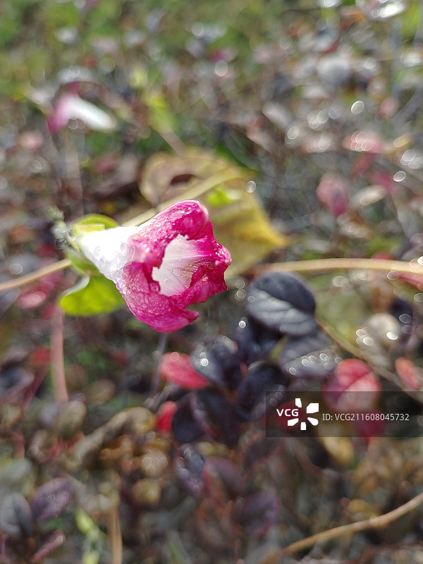 喇叭花图片素材