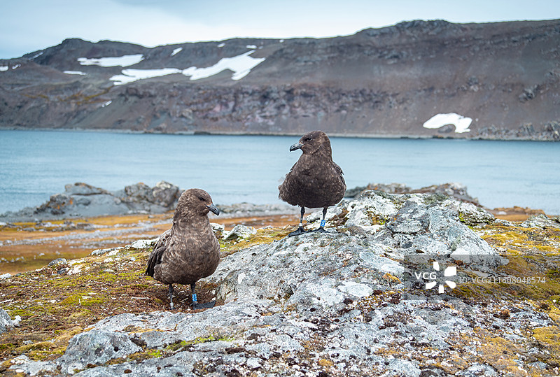 南极乔治王岛，南极贼鸥图片素材